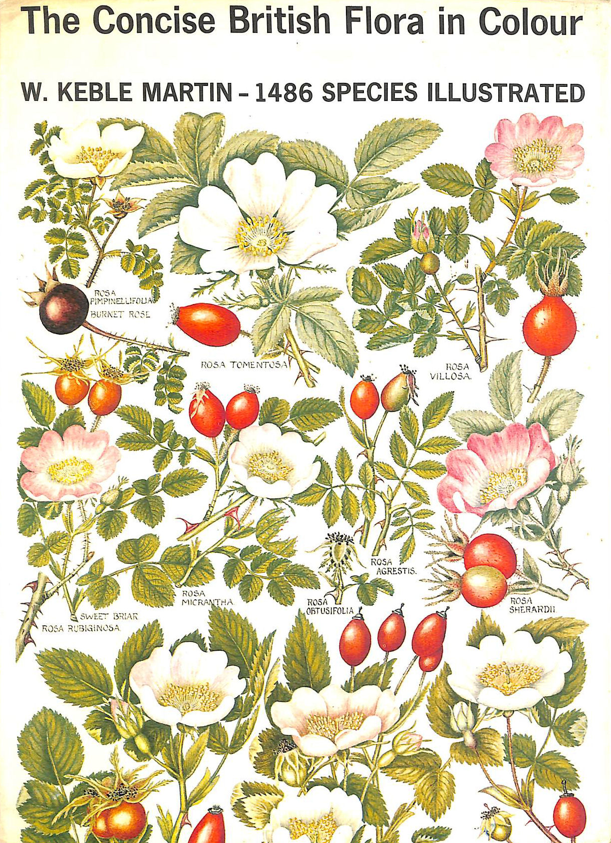 The Concise British Flora in Colour