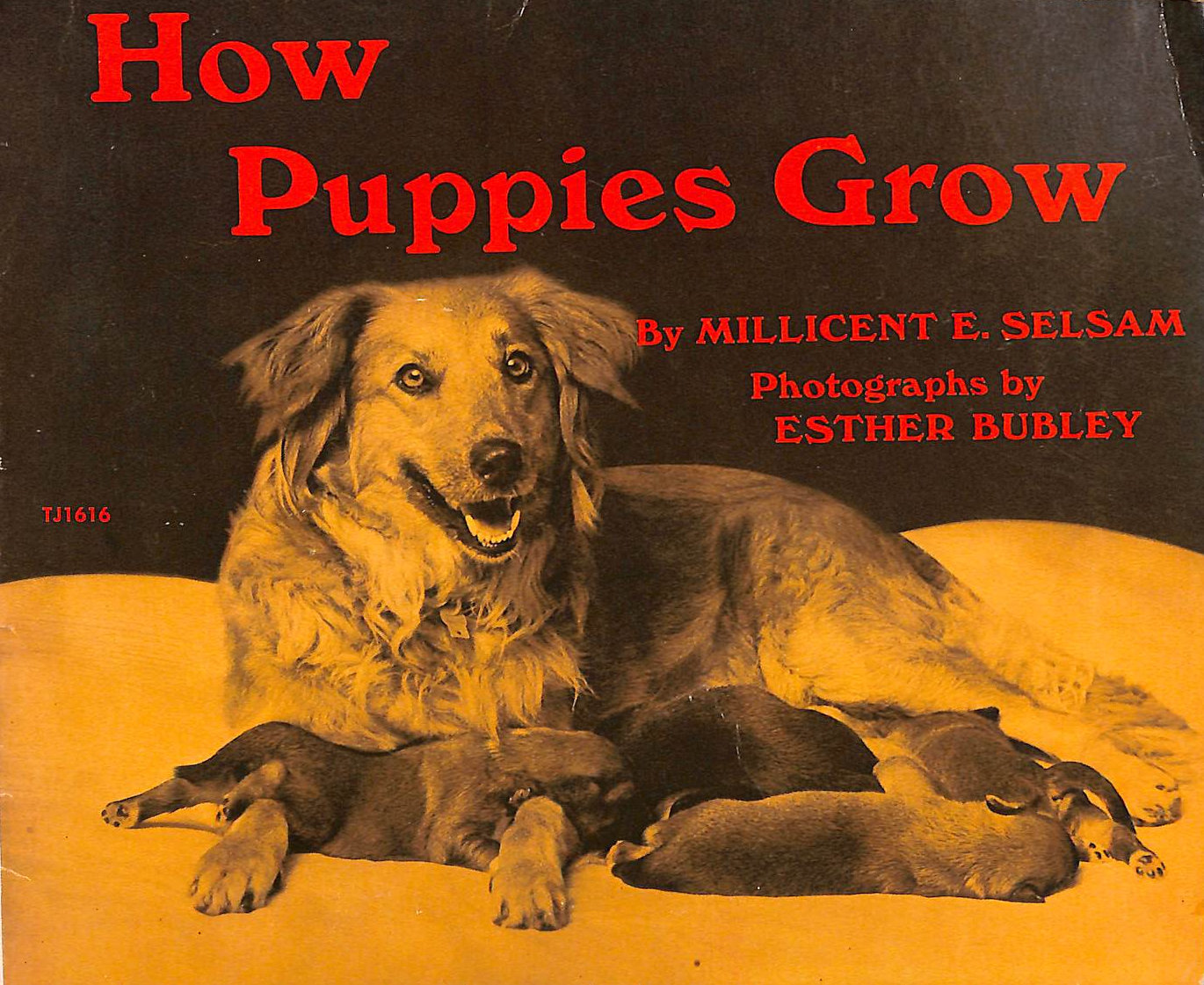 How Puppies Grow