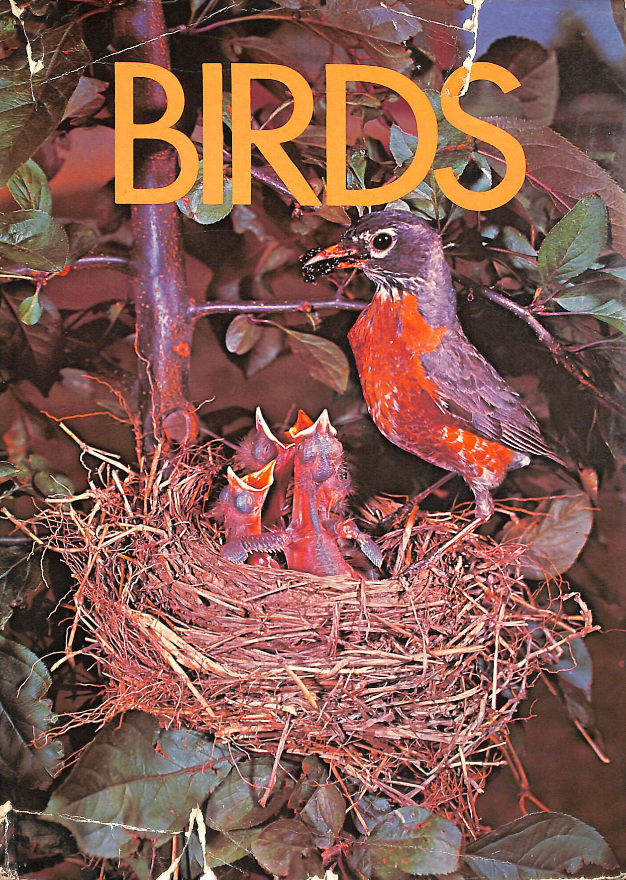 Birds (Introducing.)