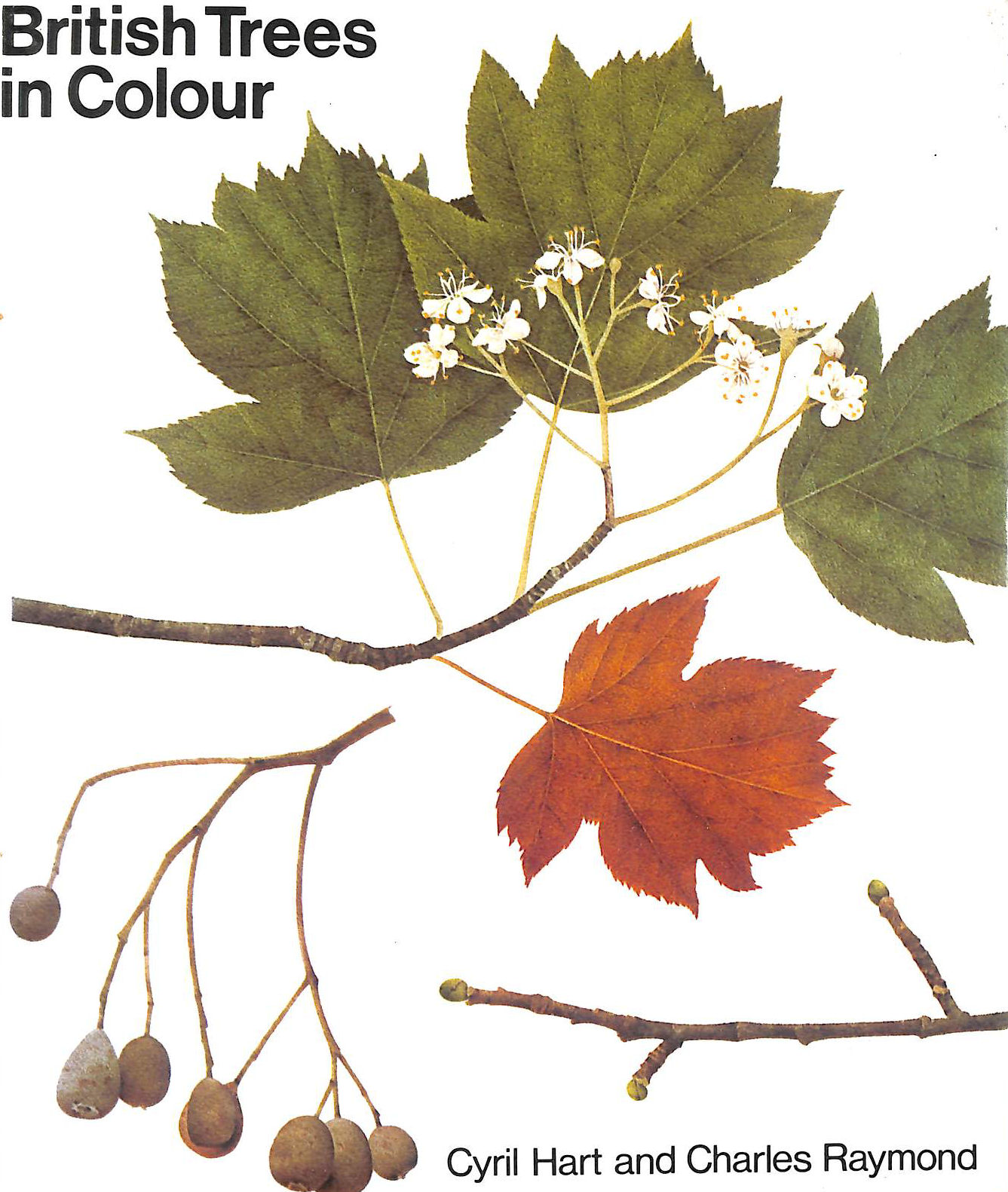 British Trees in Colour