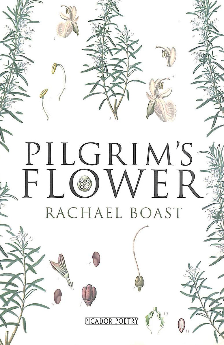 Pilgrim's Flower