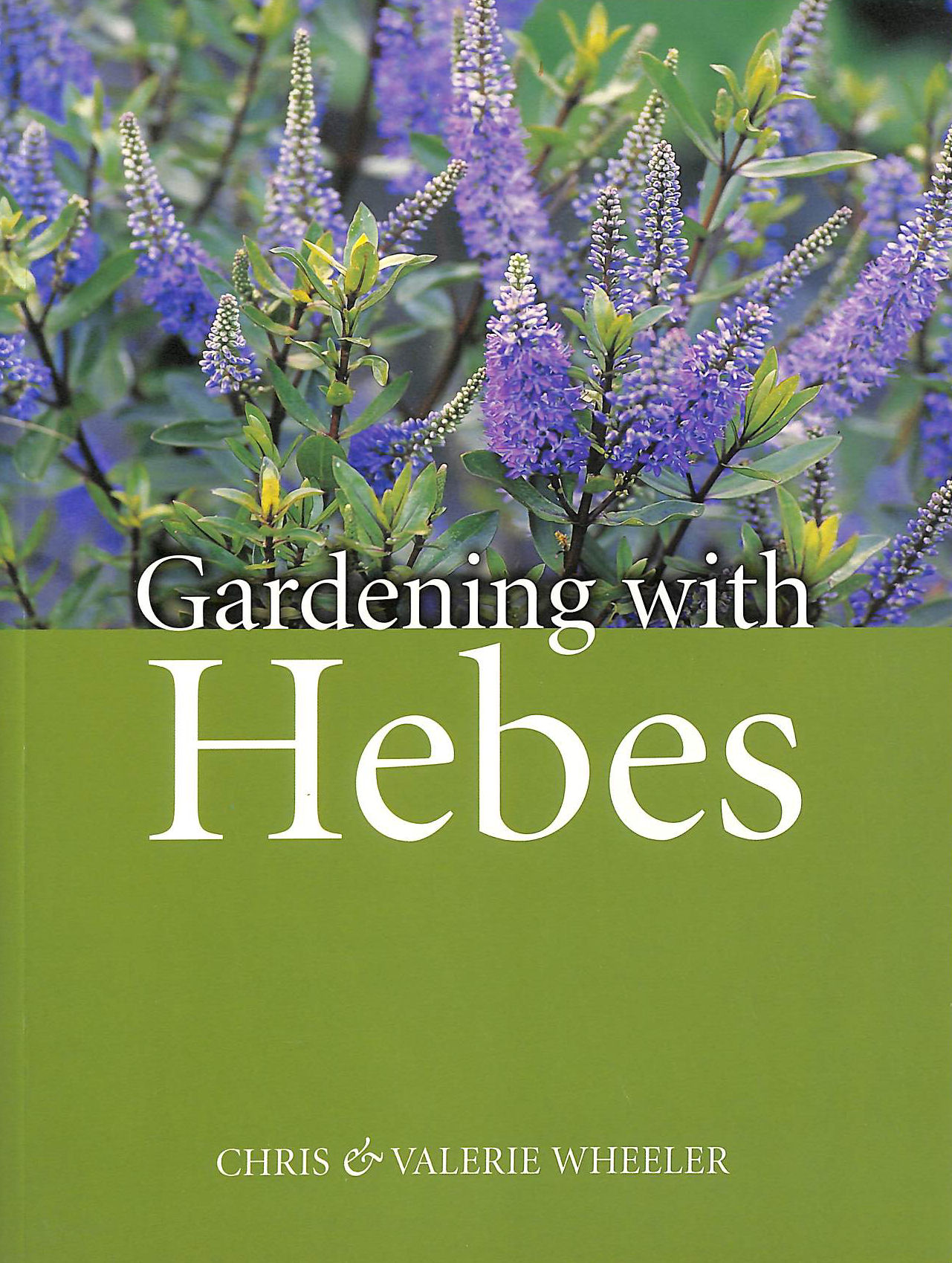Gardening with Hebes
