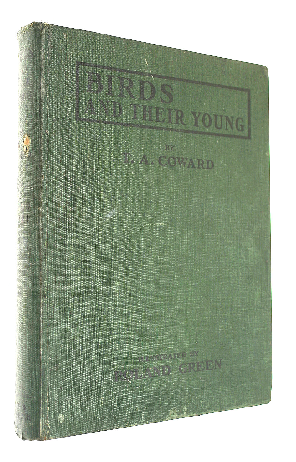 Birds and Their Young