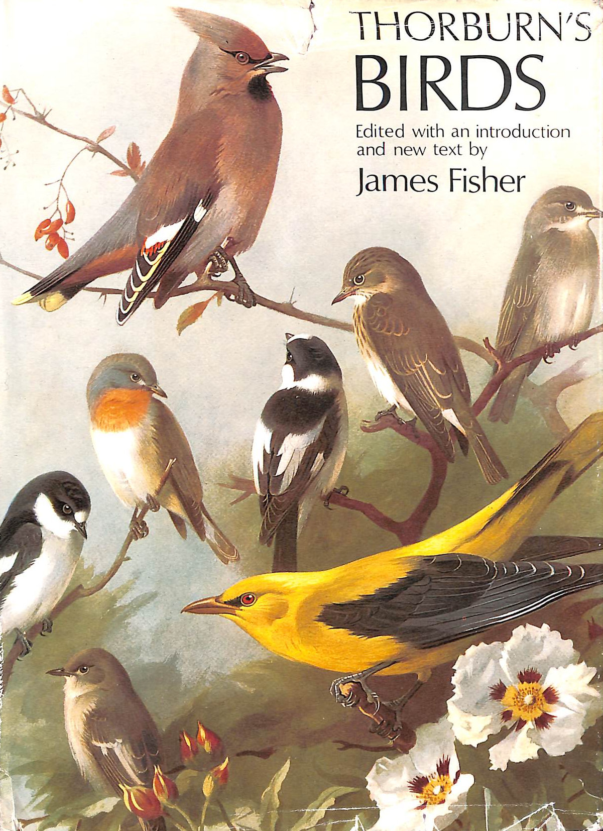 Thorburn's Birds