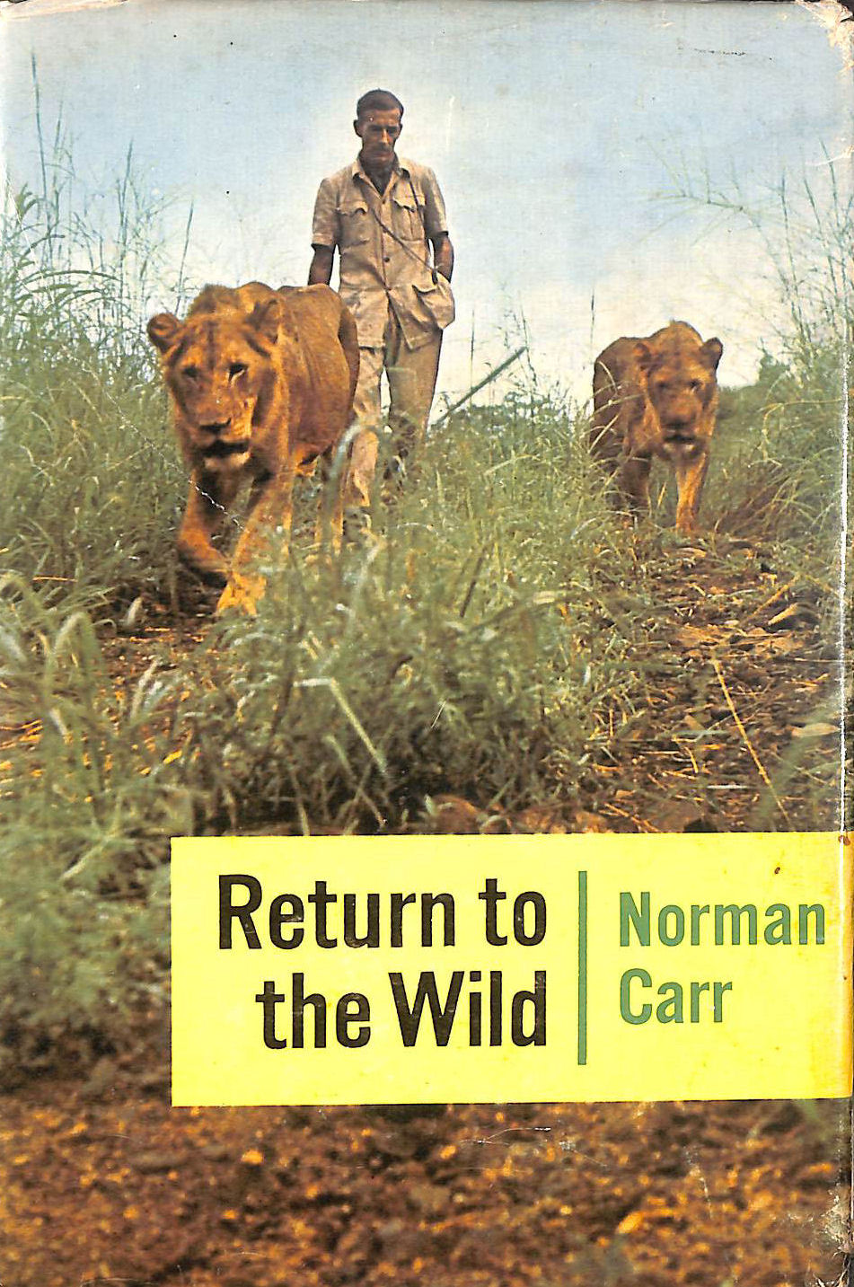 Return to the Wild: A Story of Two Lions