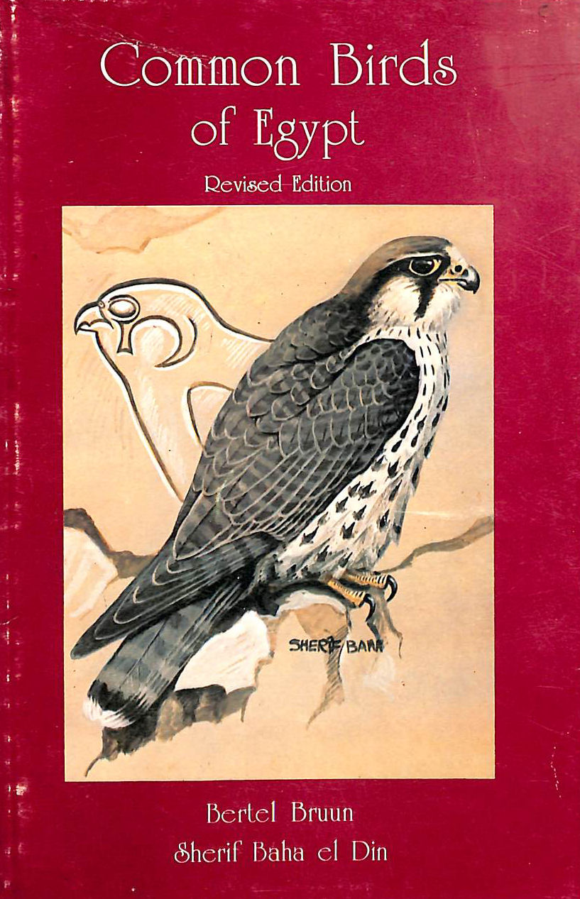 Common Birds of Egypt