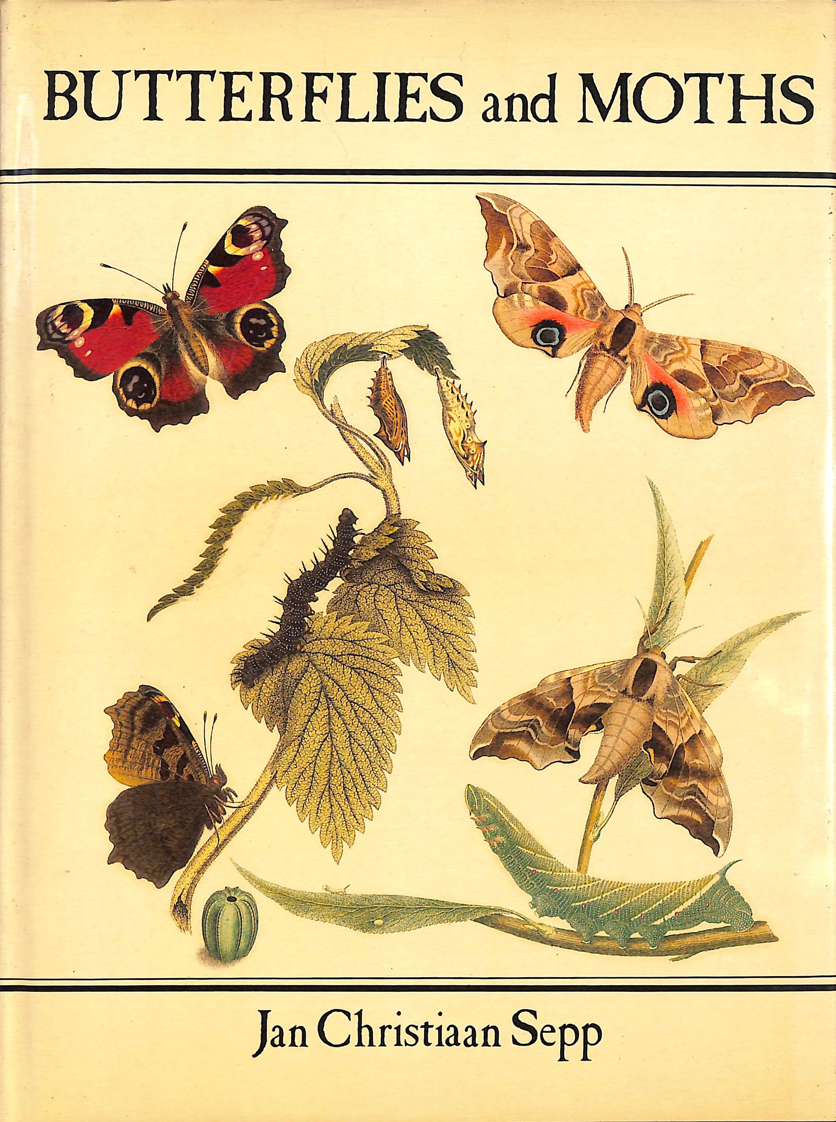 Butterflies and Moths