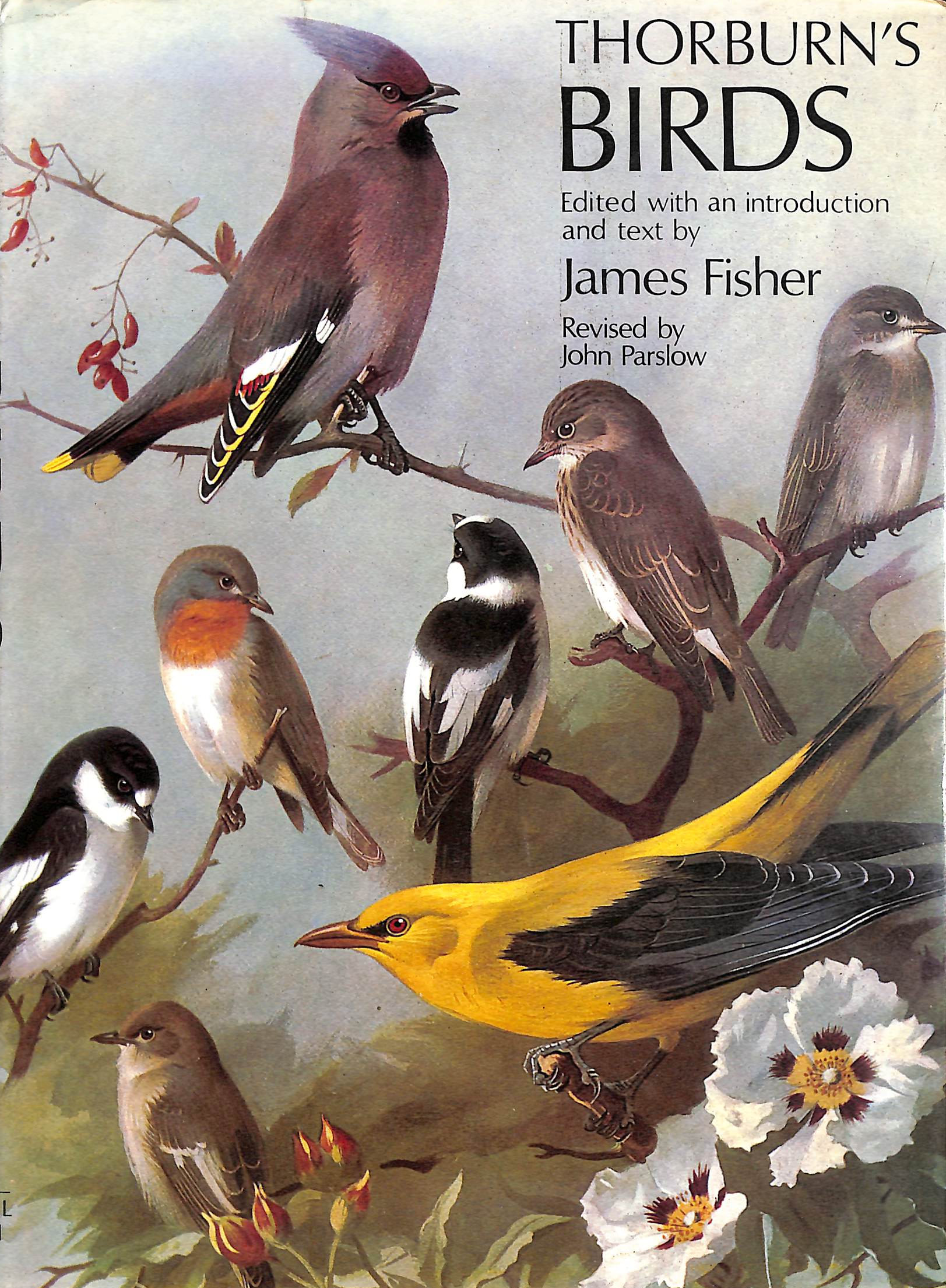 Thorburn's Birds